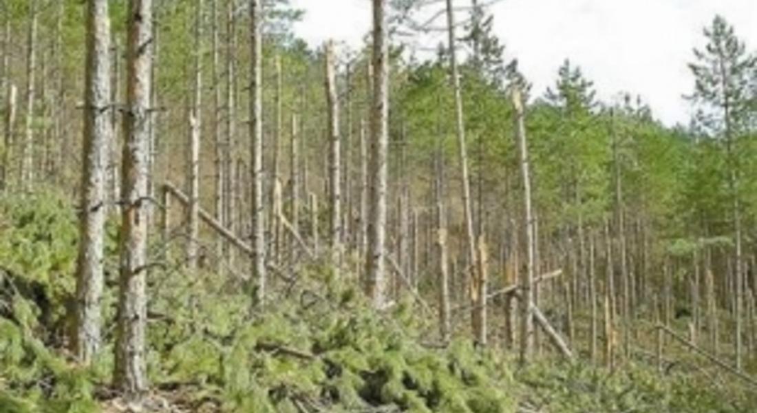 Незаконна сеч на 21 броя дървета от бук и габър установиха в местност  край с.Чеплетен