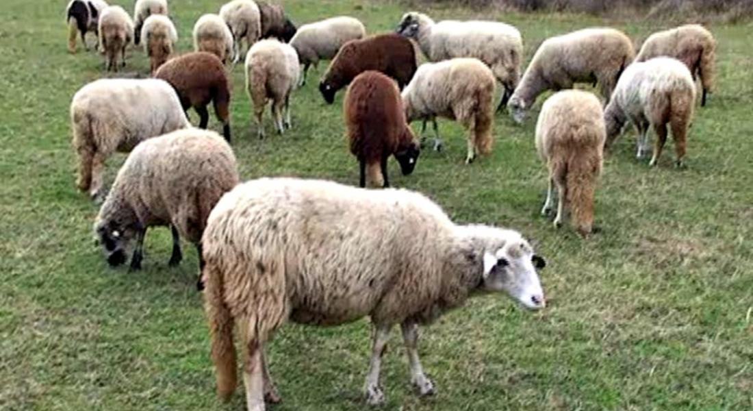 Откраднаха стадо овце в с. Забърдо