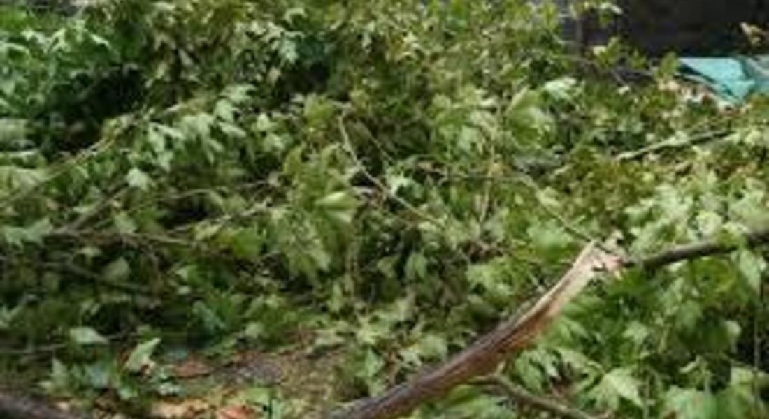  Паднали дървета са причината за липсата на електричество в Смолянско