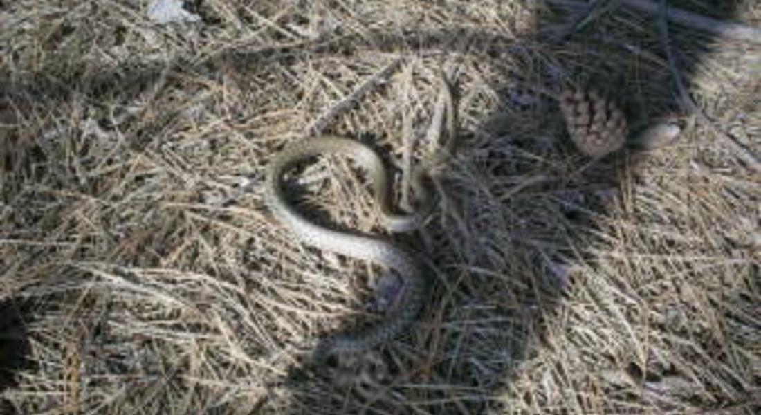 Змия се разхожда по улица на Смолян през февруари