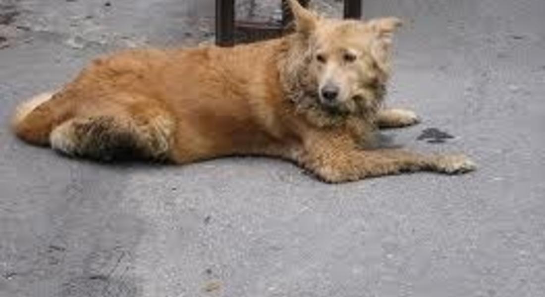 Бездомно куче затвори вход на жилищен блок в Смолян, Тир обърка пътя и се заклещи в Баните