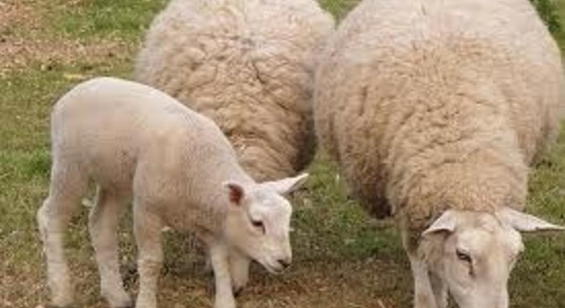 Подпомагат стопани, отглеждащи овце и кози