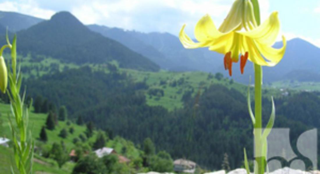 Първият Фестивал на дивите цветя ще се проведе в Смолян