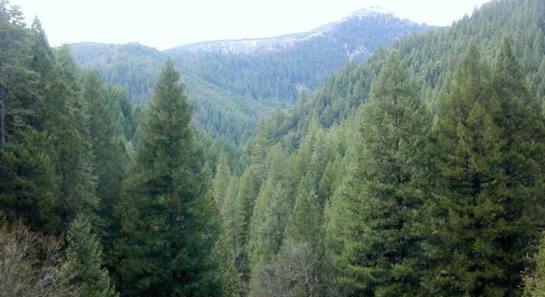 Дърводобивният сектор в област Смолян остава стабилен