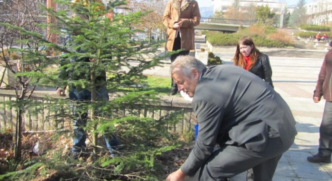 Кметът Мелемов: „Само живи дървета ще украсява община Смолян за коледни елхи”