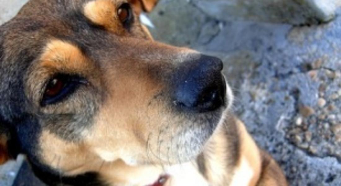  Ловдижийски кучета удушиха 10 ярета край златоградско село