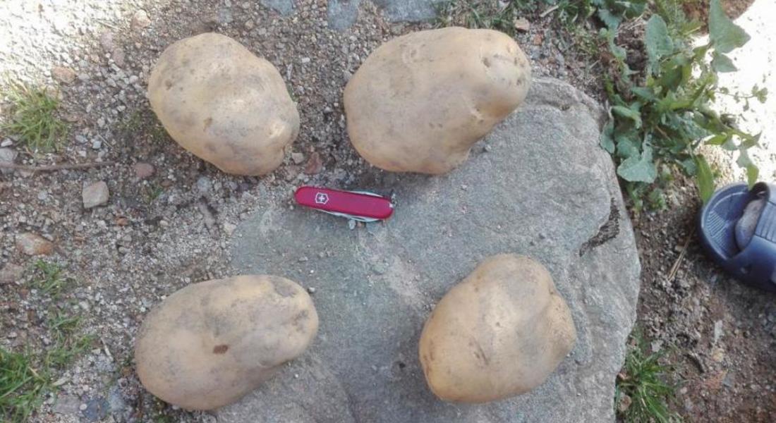 Бивш военен командир отгледа картоф-гигант