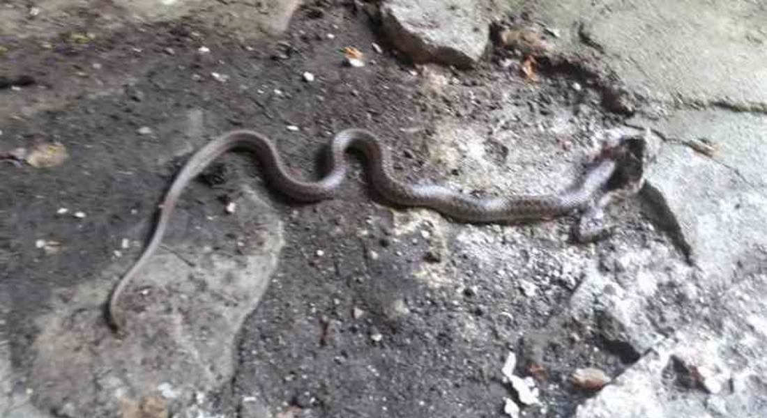 Змия влезе в къщата на 64-годишен смолянчанин