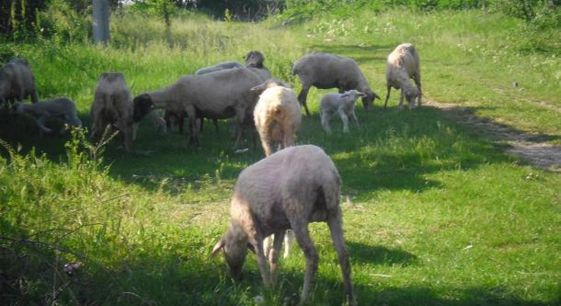 190 животни са умрели от болестта "син език" в Смолянско