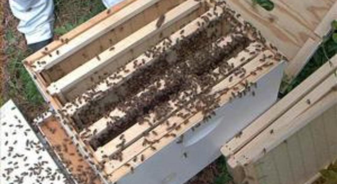Договорени са всички одобрени заявления за подновяване на кошери, отводки и пчелни майки