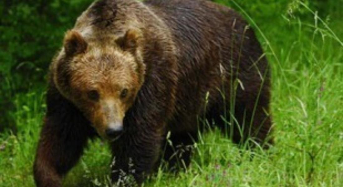   Семинар на тема: "Кафявата мечка-ресурс за развитие на устойчив бизнес в Западните Родопи" ще се проведе в Смолян