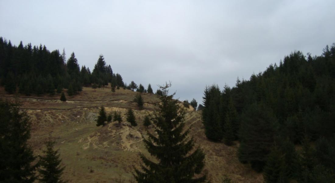  72,5 % от горите в Смолянска област са държавен горски фонд