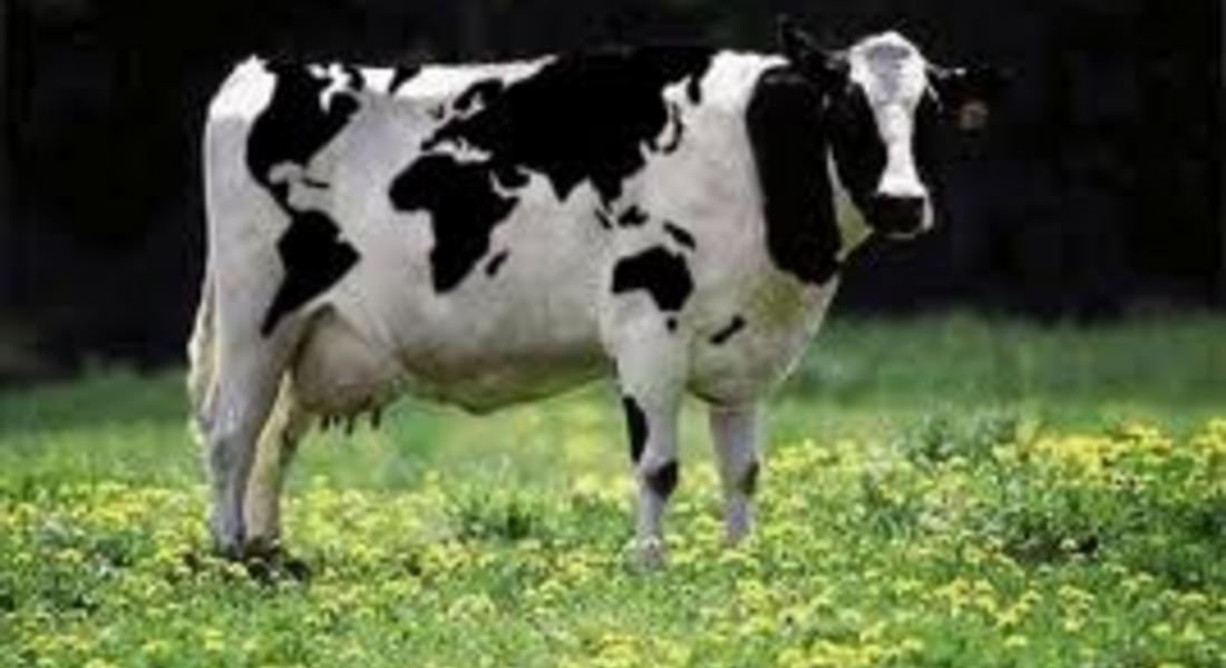 Застреляха крава край смолянското село Проглед