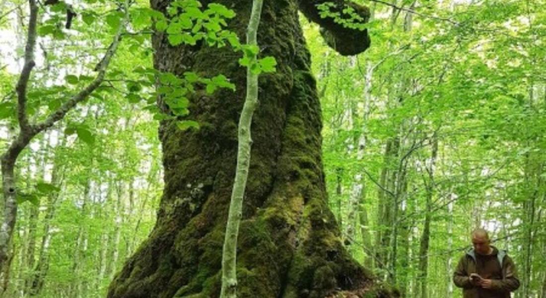 РИОСВ – Смолян откри процедура по обявяването на четири дървета за защитени