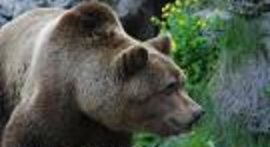 Мъртва мечка е намерена в района на Ючура, землище на село Полковник Серафимово