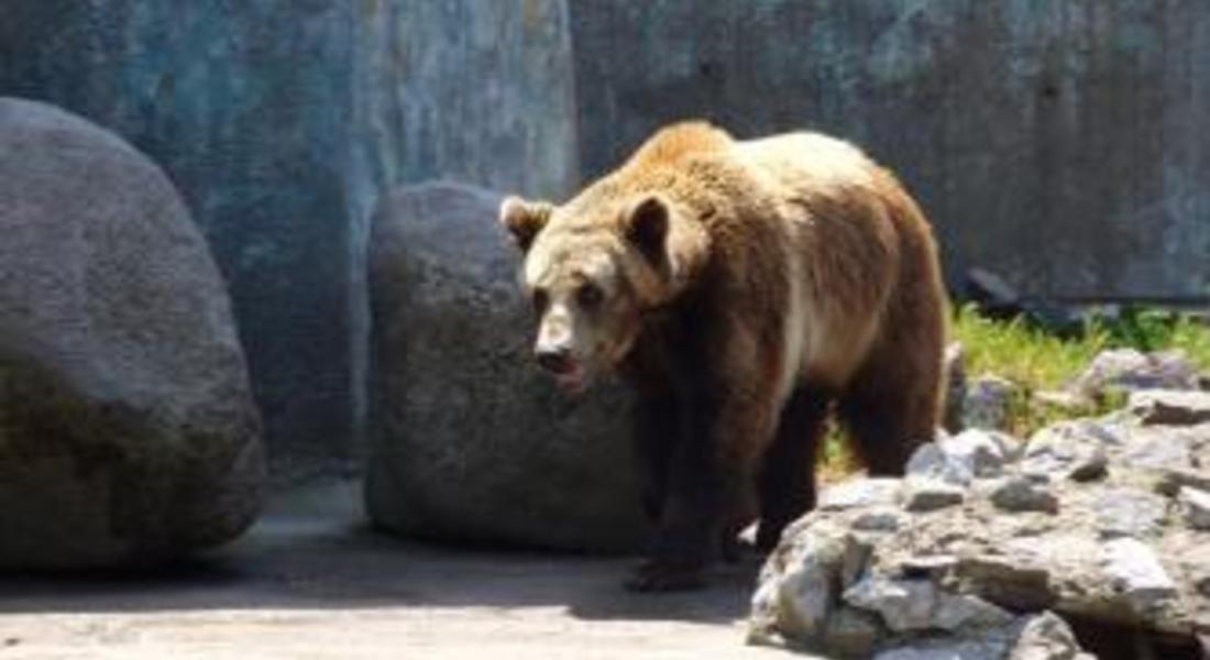 Проучват се възможностите за преместване на мечка с две малки мечета  от района на село Мугла