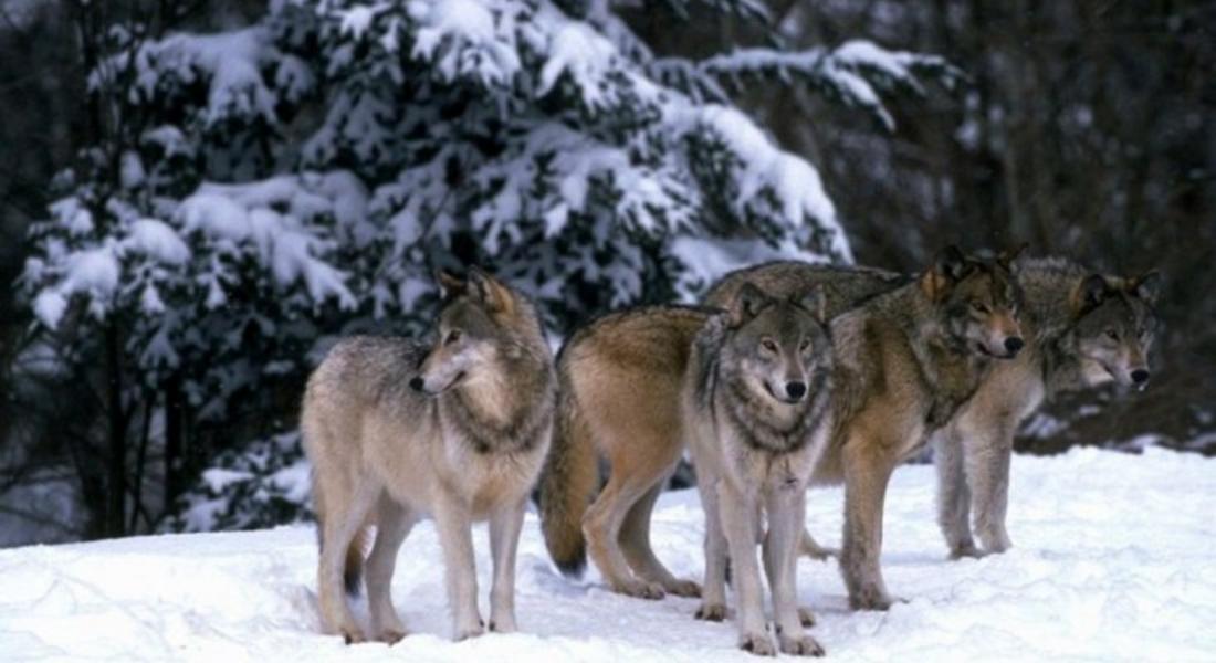  В РИОСВ – Смолян ще се проведе обществено обсъждане на Национален план за действие на вълка