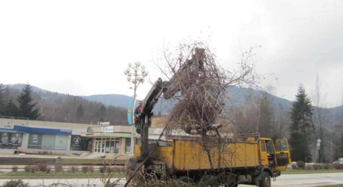 Екипи на пожарната отстраняваха опасно надвиснали дървета в Смолян