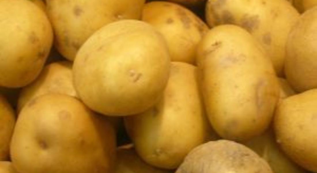 Близо 1000 тона картофи с произход Полша не са допуснати на територията на страната 