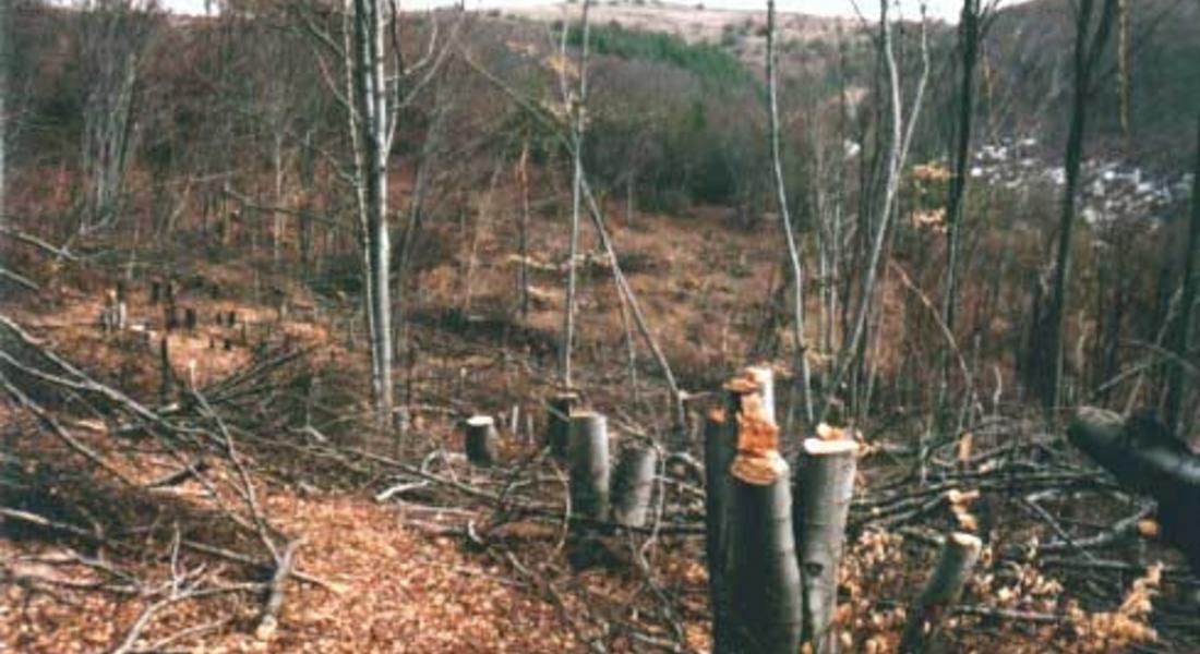 Полицията в Мадан разследва незаконна сеч на близо 200 дървета