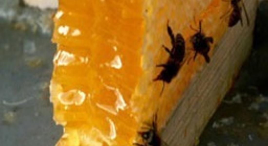Зимните запаси на пчелните кошери в Смолянско се изчерпват заради топлото време