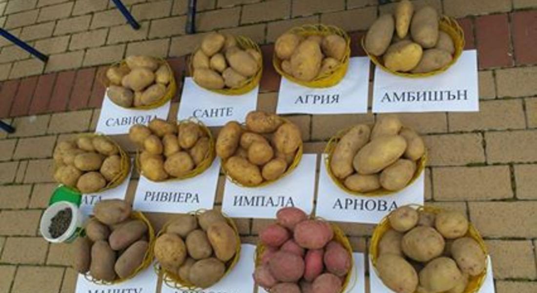 Картофите като деликатес и поминък бяха представени на Картоф Фест в Чепеларе