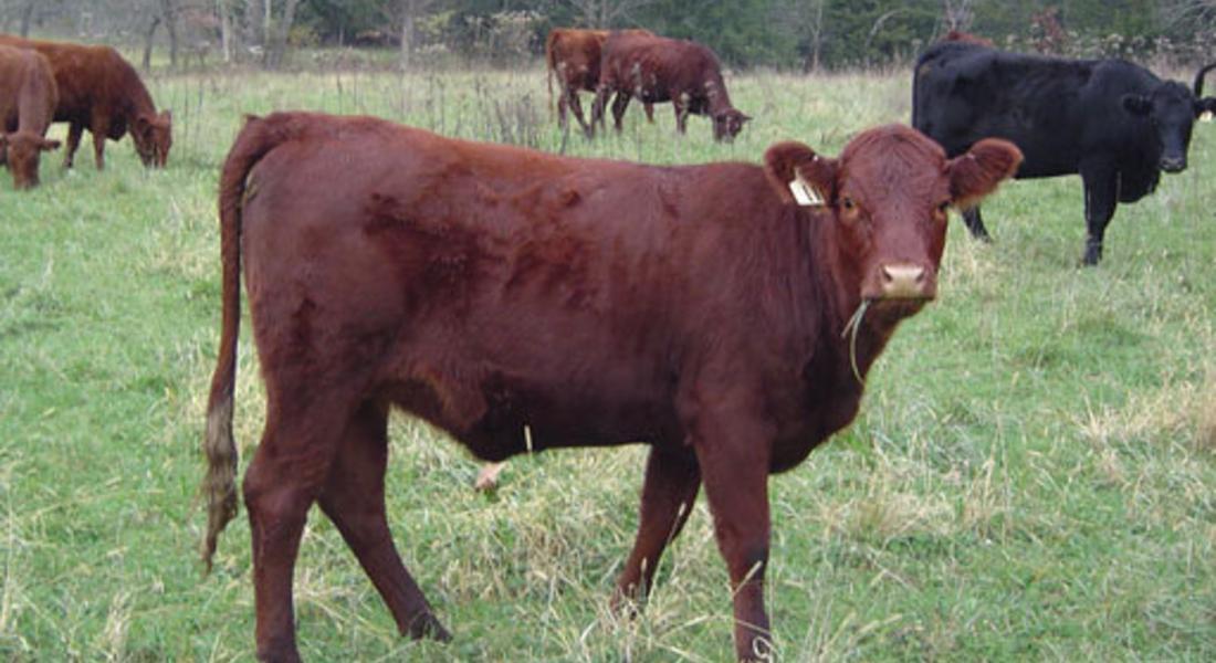 "Голф" блъсна крава, животното- 60-годишна жена