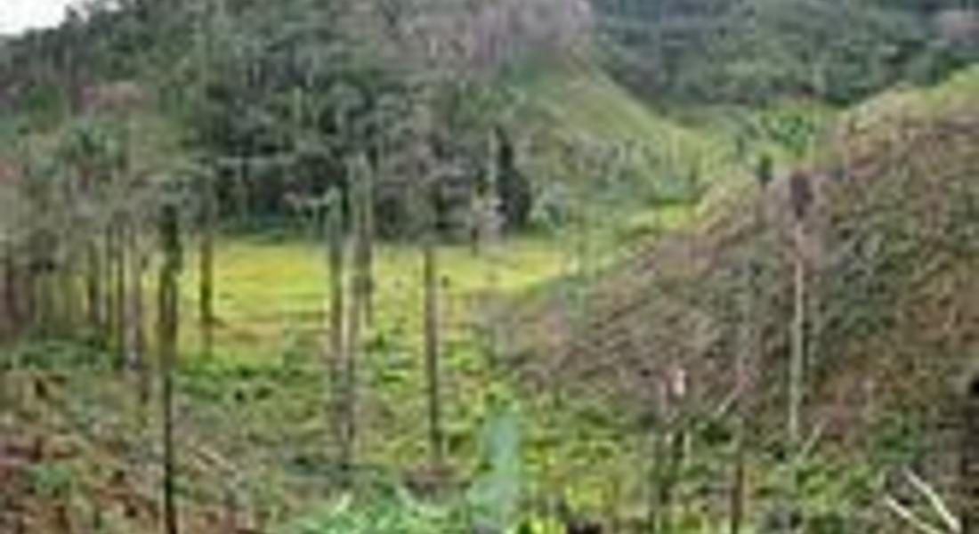 ГЕРБ – Неделино ще засажда дръвчета в зелени площи 
