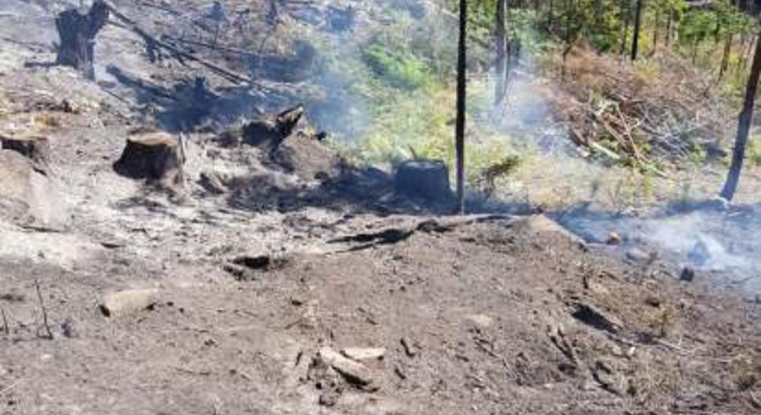 Огнеборци спасиха 600 дка иглолистна гора от пожар край Девин