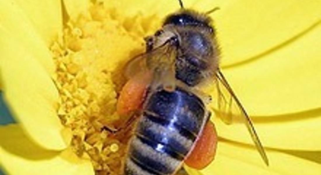 Мария Габриел ГЕРБ: Европейска комисия уверява, че е приела мерки за здравето на пчелите