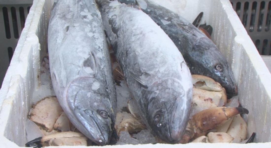  Масови проверки на търговците на риба