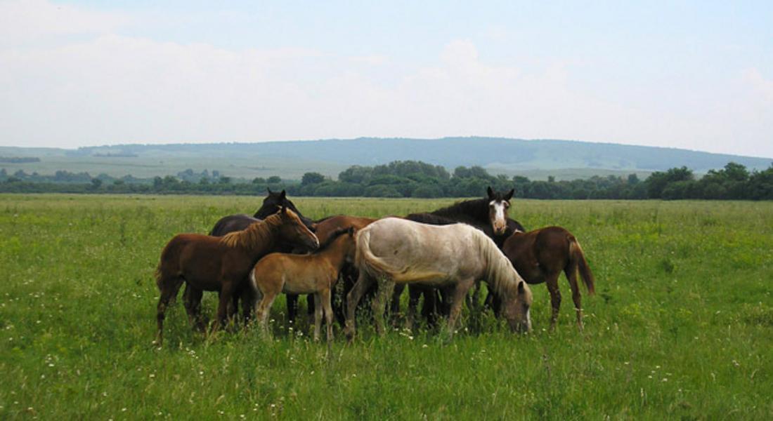 Организират национално изложение на коне от породата каракачански кон
