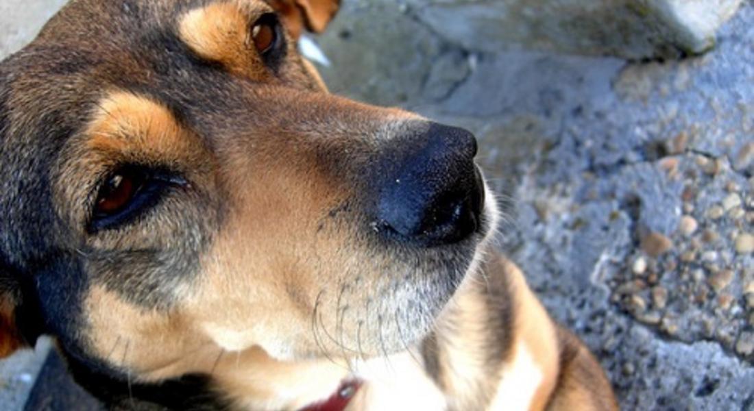 Обезпаразитяват бездомни кучета в Доспатско