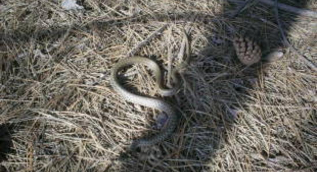 Спасители отстраняваха гнездо с оси и змия от училищен двор
