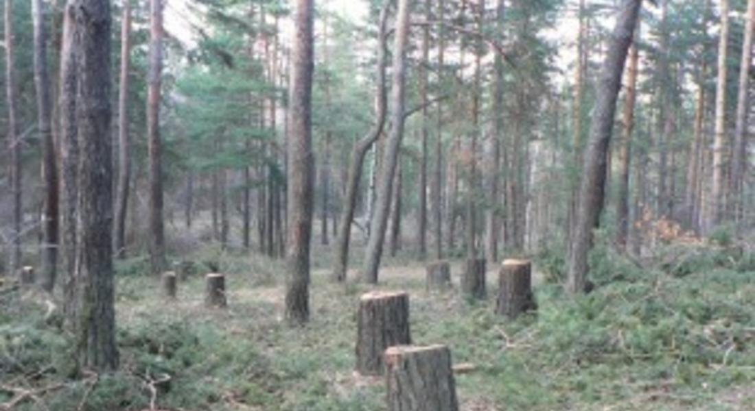 Бракониери отсякоха 25 иглолистни дървета в района на село Тикале