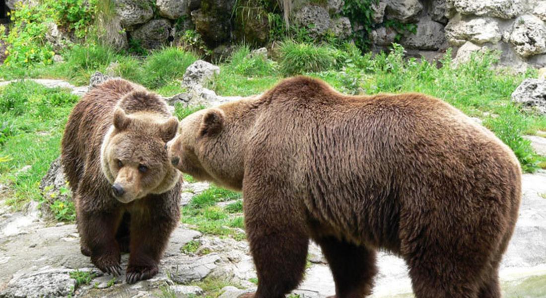 Два сигнала за щети от кафява мечка провери РИОСВ-Смолян