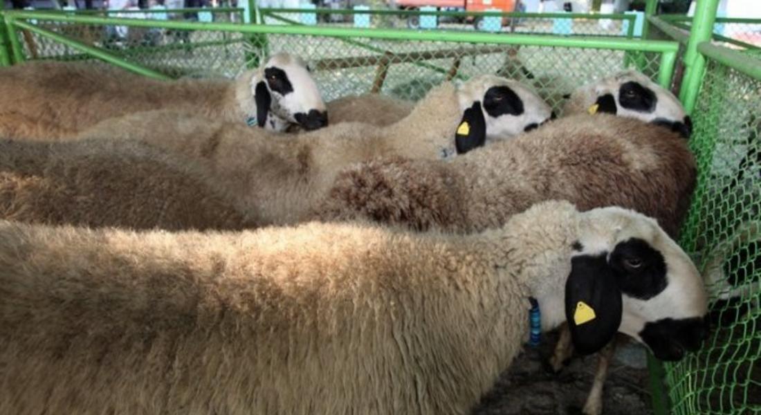  Национално изложение на овце се проведе край Смолян