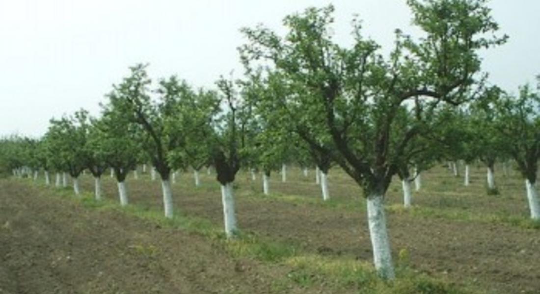 16 дръвчета откраднаха от имот в Неделино