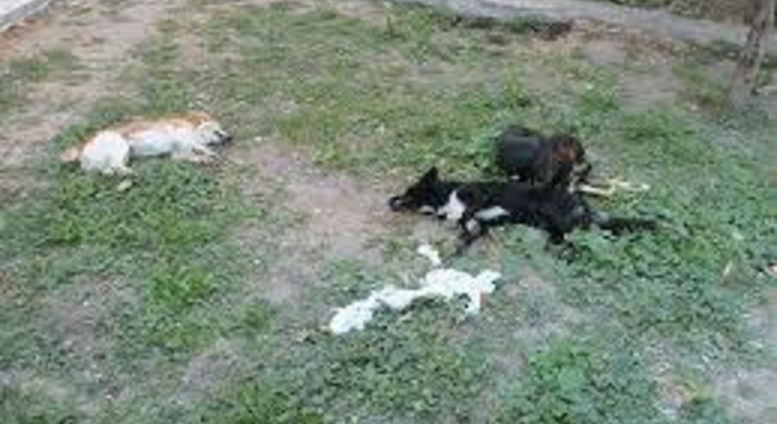 Трупове на застреляни кучета откриха в Смолян