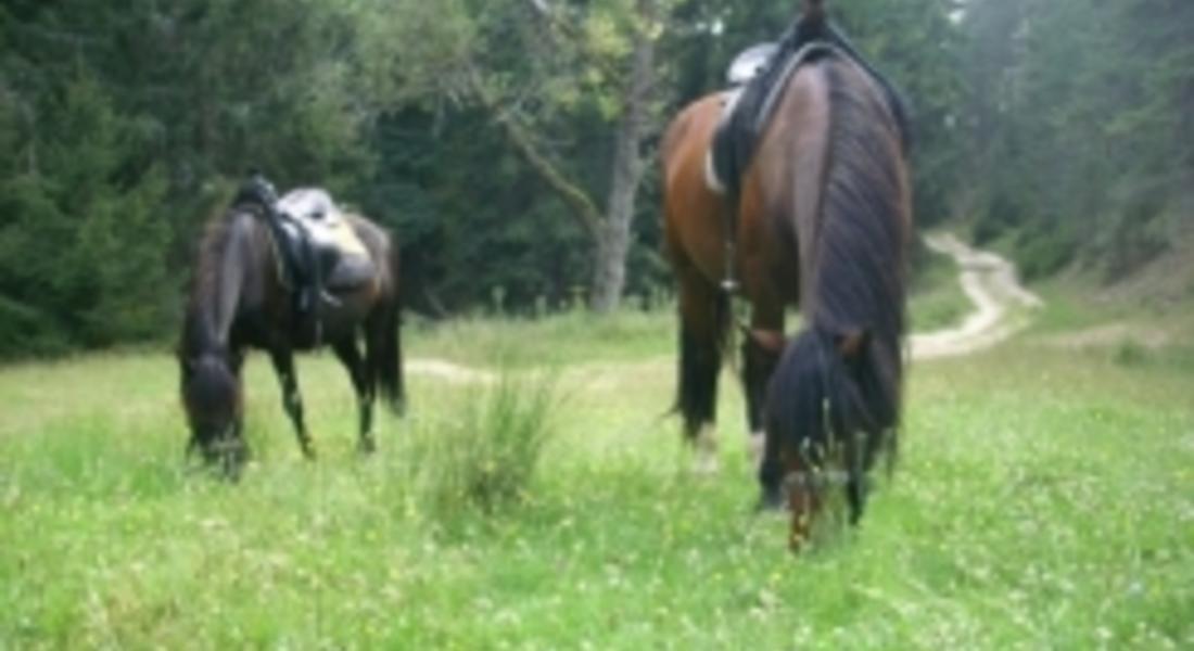 Откраднаха два коня от местност край село Широка лъка
