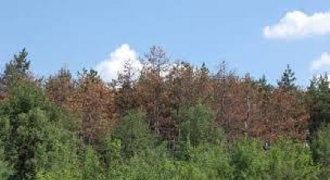 Дора Янкова: Да се обяви по-висока степен на пожарна опасност в съхнещите родопски гори
