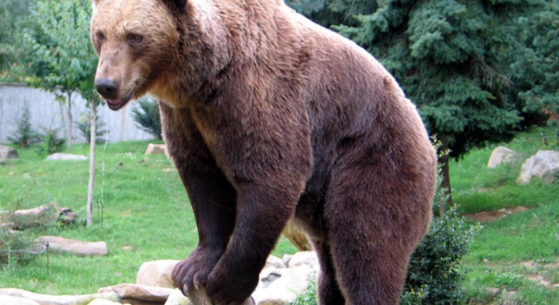 Броят мечките в Родопите