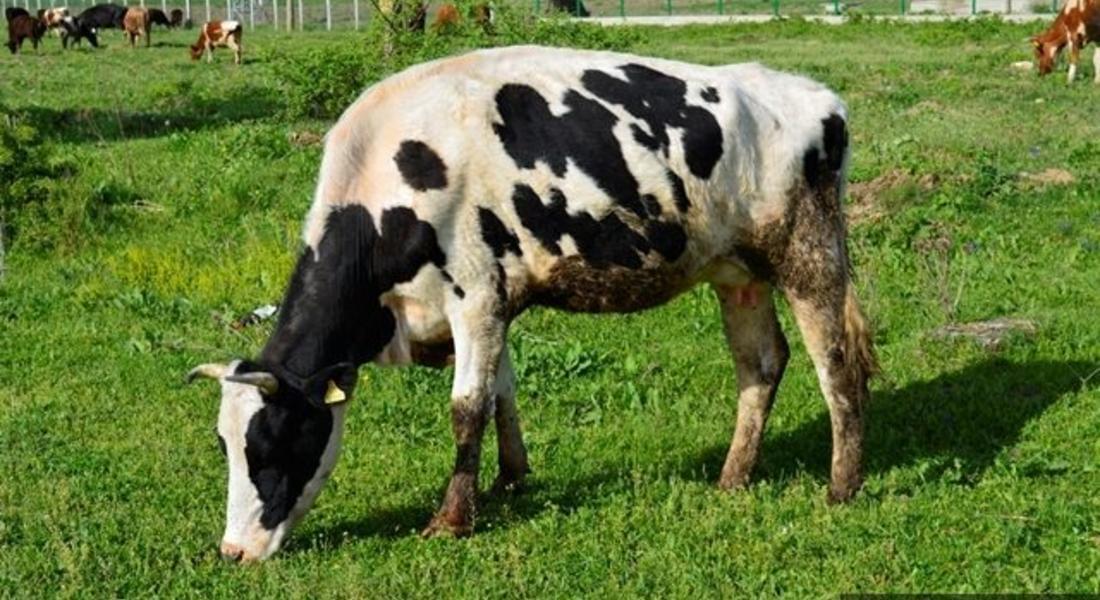 Гръцки крави стряскат родопско село