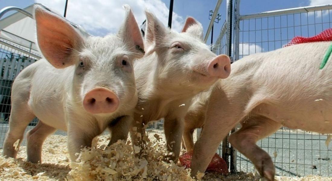 Нова положителна проба за чума при диво прасе е установена в Смолянска област