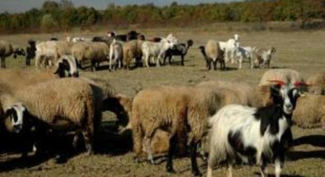 Единадесет са огнищата на "син език" в област Смолян, 80 овце са мъртви
