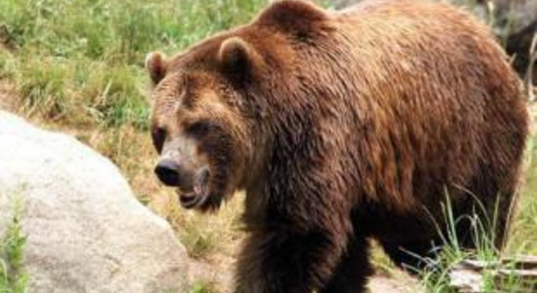 Сигнали за щети от мечка провериха екоинспектори