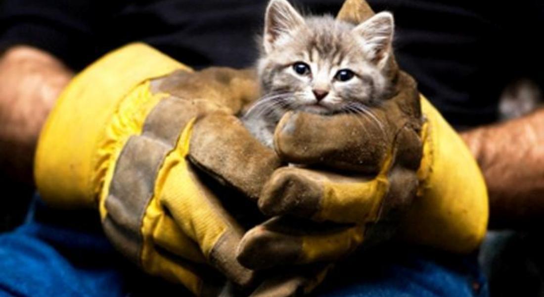 Спасители извадиха заклещено коте в шахта 