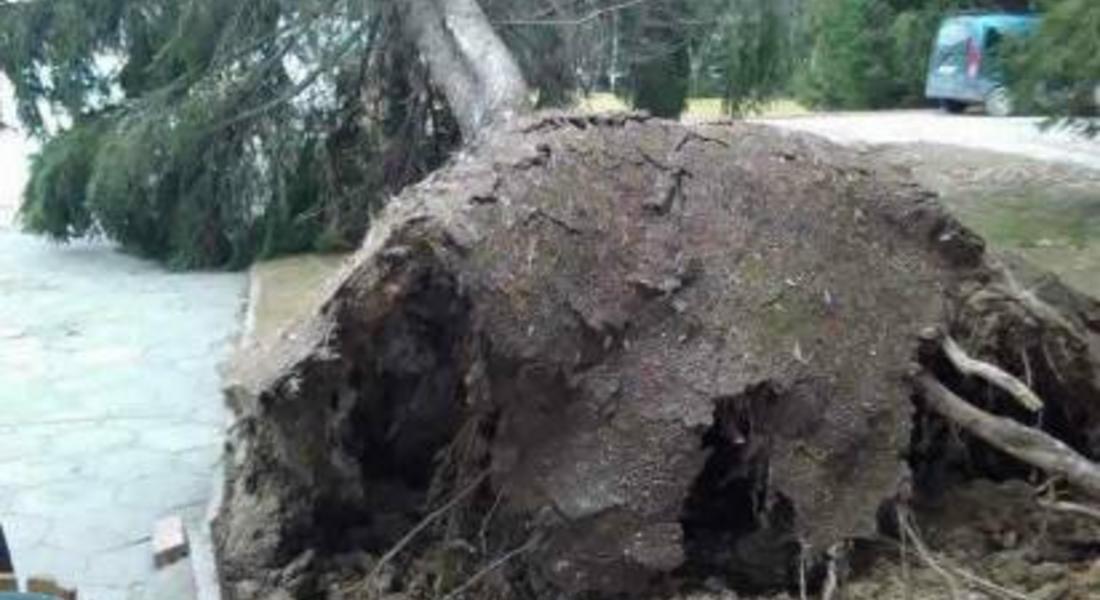 Екипи на РС ПБЗН – Смолян получиха десетки сигнали за паднали дървета
