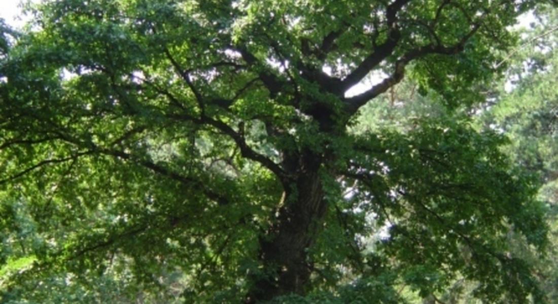 Вековно дърво от вида Орех  в  село Дрянка  е обявено за защитено