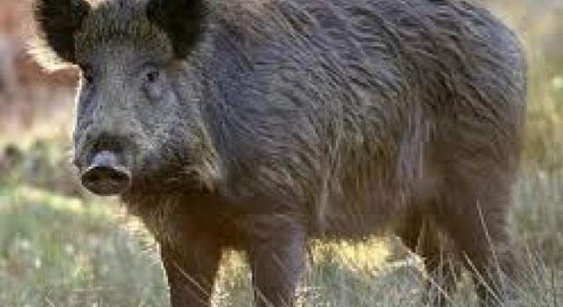  На 5-ти октомври стартира груповият лов на дива свиня